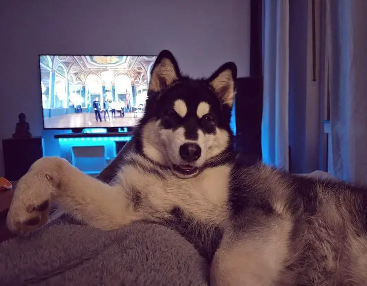 Alaskan Malamute zu verkaufen