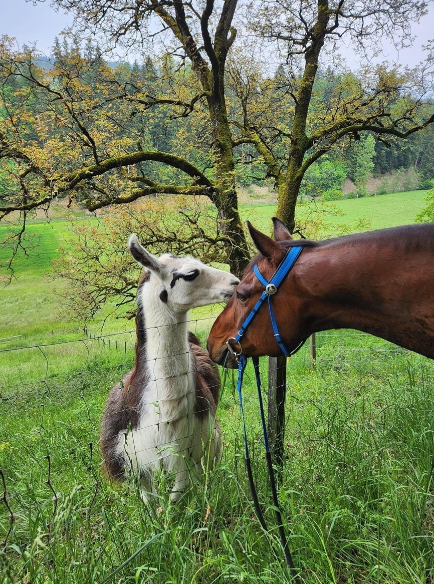 Reitbeteiligung für 3 liebe Pferde, Kanton Bern