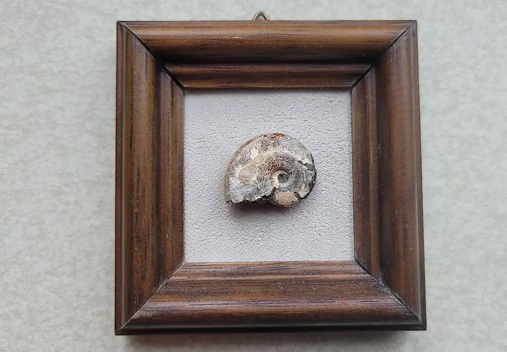 Ammonit mit Perlmutt im Rahmen