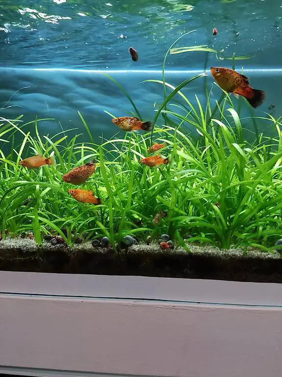 Platys abzugeben