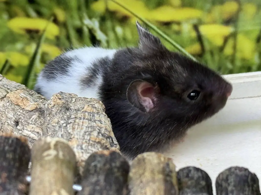 Goldhamster Weibchen Schwarz-Gold Bd. Weiss