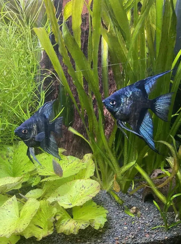 Junge Skalare Zuchform «Pinoy» zu verkaufen