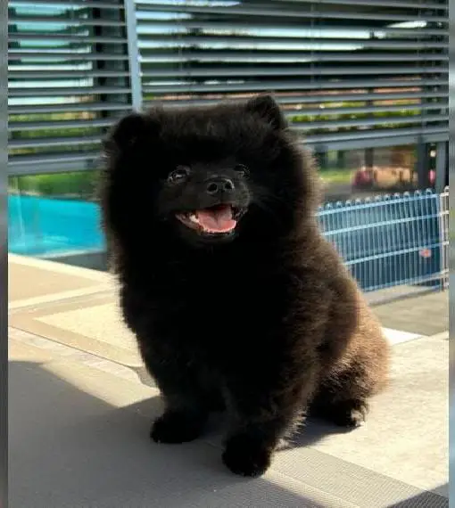 Kleinspitze schwarz - vom Züchter