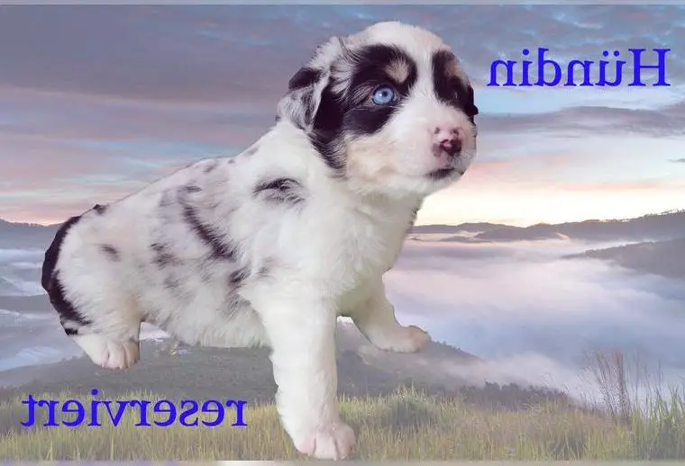 Miniatur Australian Shepherd Welpen