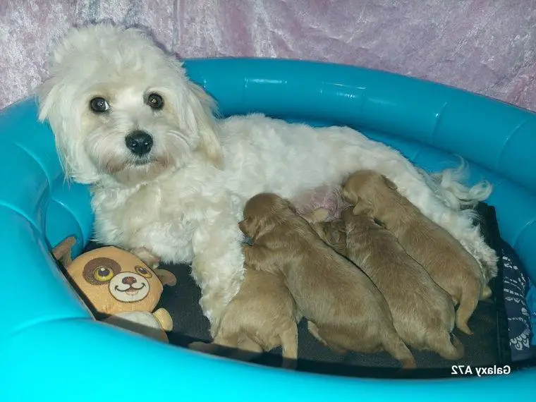 Seriöse Maltipoo F1 Welpen sind geboren...