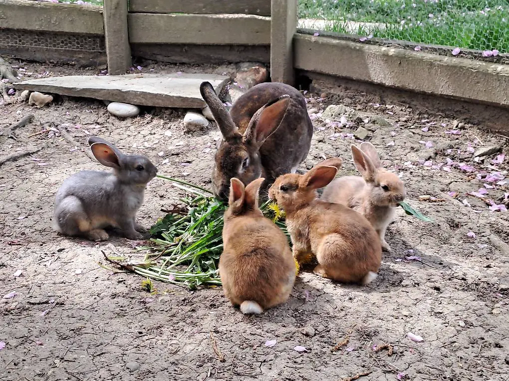 junge reinrassige Rex Kaninchen