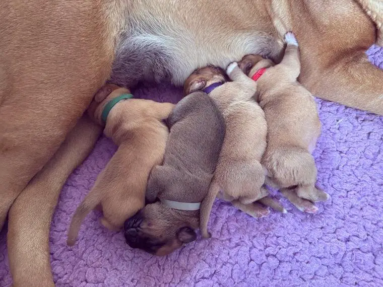 BordeauxDoggen-Welpen (VRZ/DHS-Zucht)