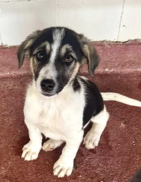 Leo, Mischlingsrüde, ca. 3 Monate, z.zt. in Griechenland