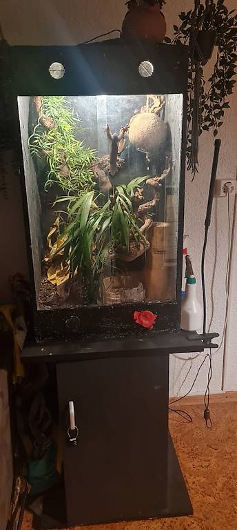 Kronengecko mit Terrarium