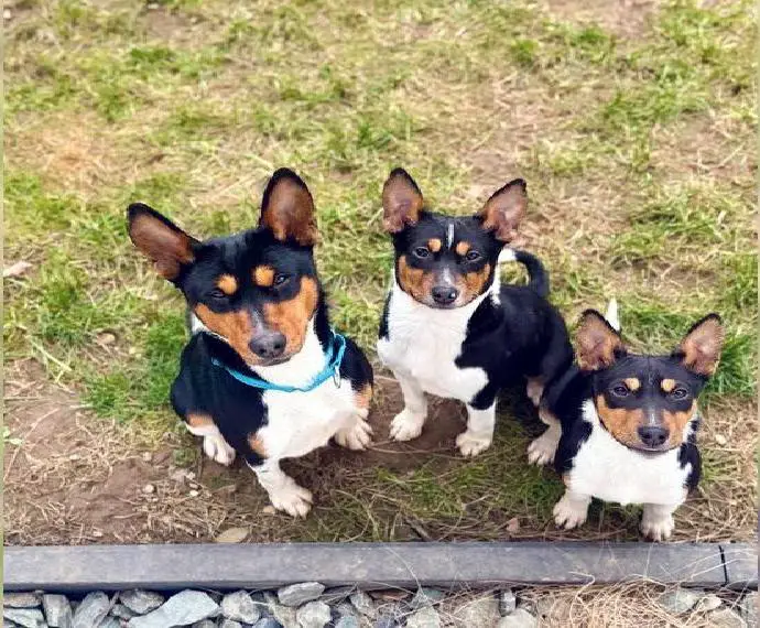 2 Basenji Welpen Junghunde, Tricolor, Rüde