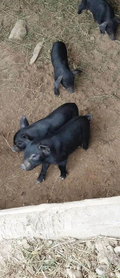 Junge Alpschweine schwarz