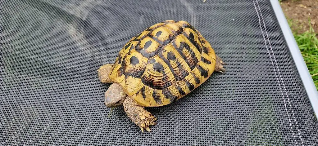 Tartarughe hermanni femmine