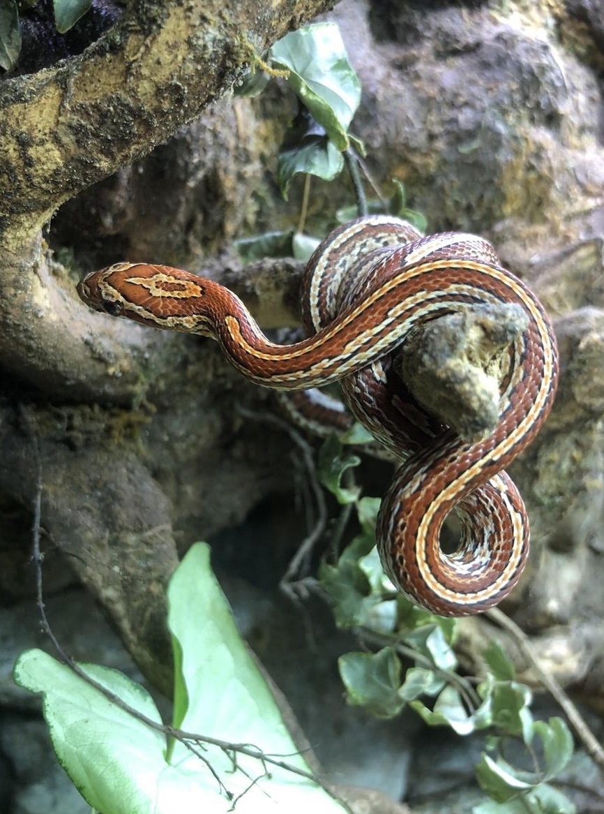 Kornnatter, Pantherophis guttatus Tessera zu verkaufen