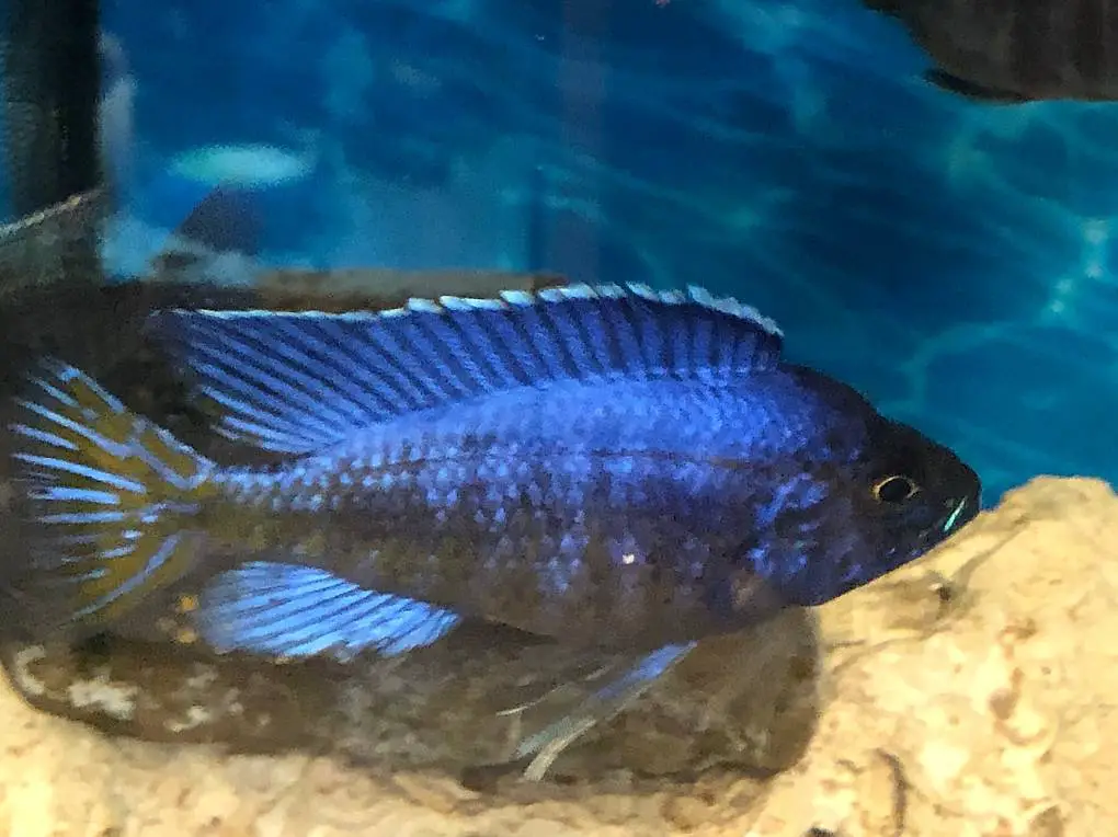 Malawibuntbarsche Aulonocara chilumba