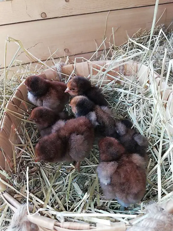 Küken Orpington gelb-schwarz gesäumt