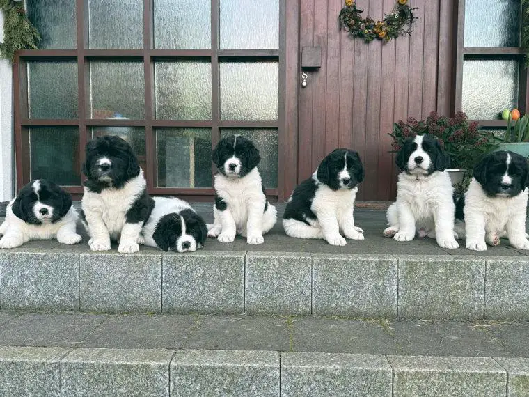 Wunderschöne Landseer-Rüden zu vergeben