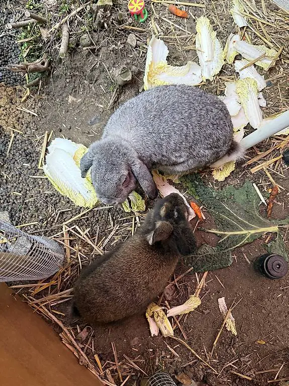 Regaliamo coniglietti maschi