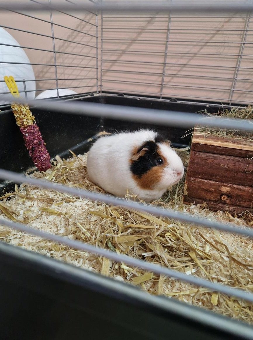 2 Meerschweinchen dringend abzugeben