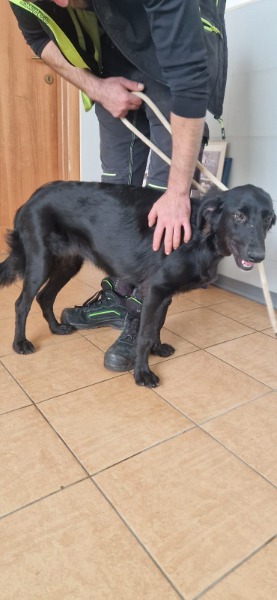 Jessica, Setter Weibchen im Canile