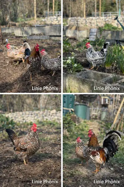 Bruteier Bayerische Landzwerge