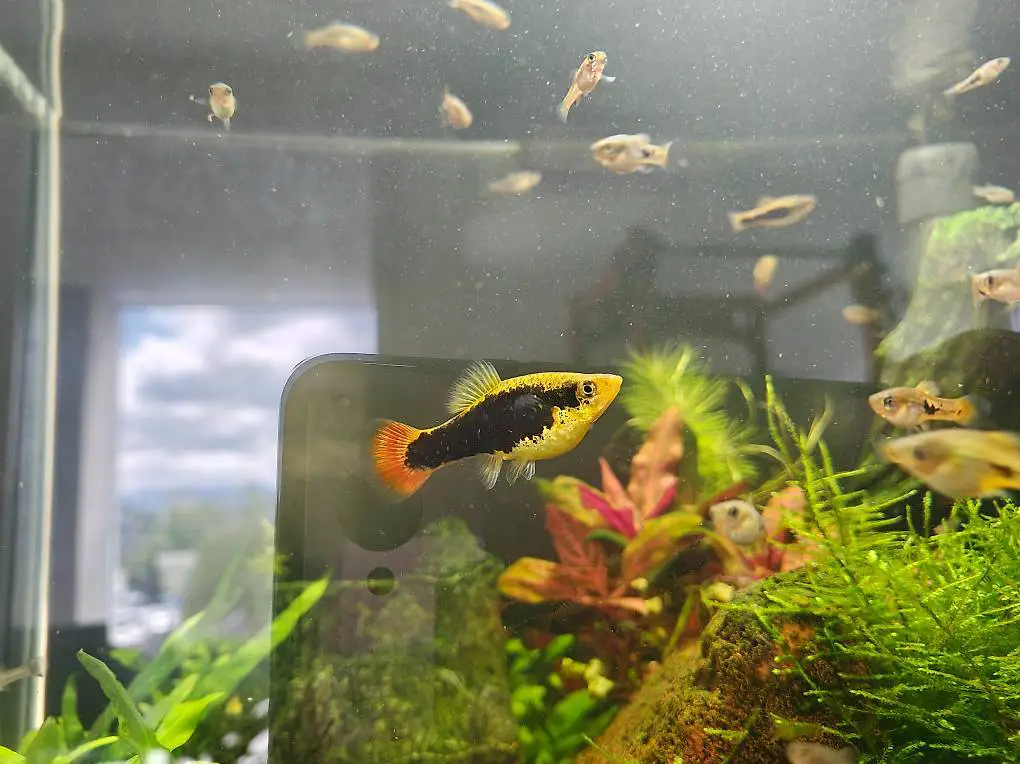 Schöne Hawaii Platys - Nachwuchs abzugeben