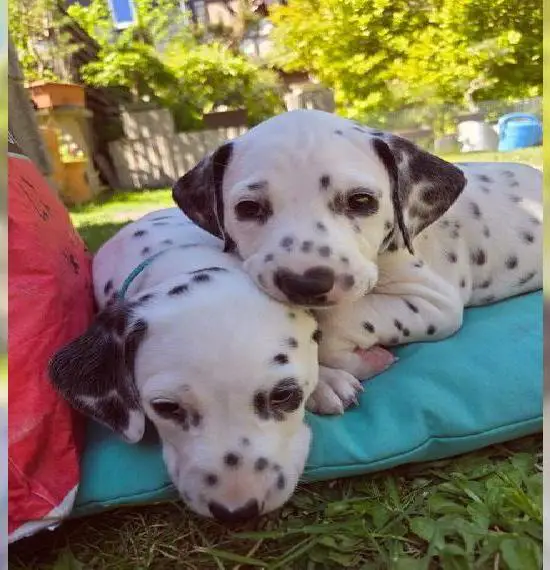 Reinrassige Dalmatiner Welpen