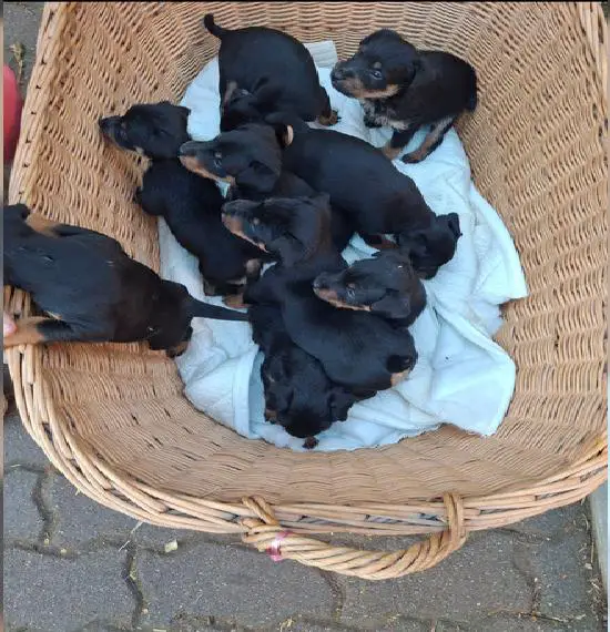 Deutsche Jagdterrier Welpen