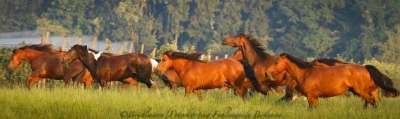 Biete Fohlenweideplatz in Neukirch / Egnach TG am Bodensee