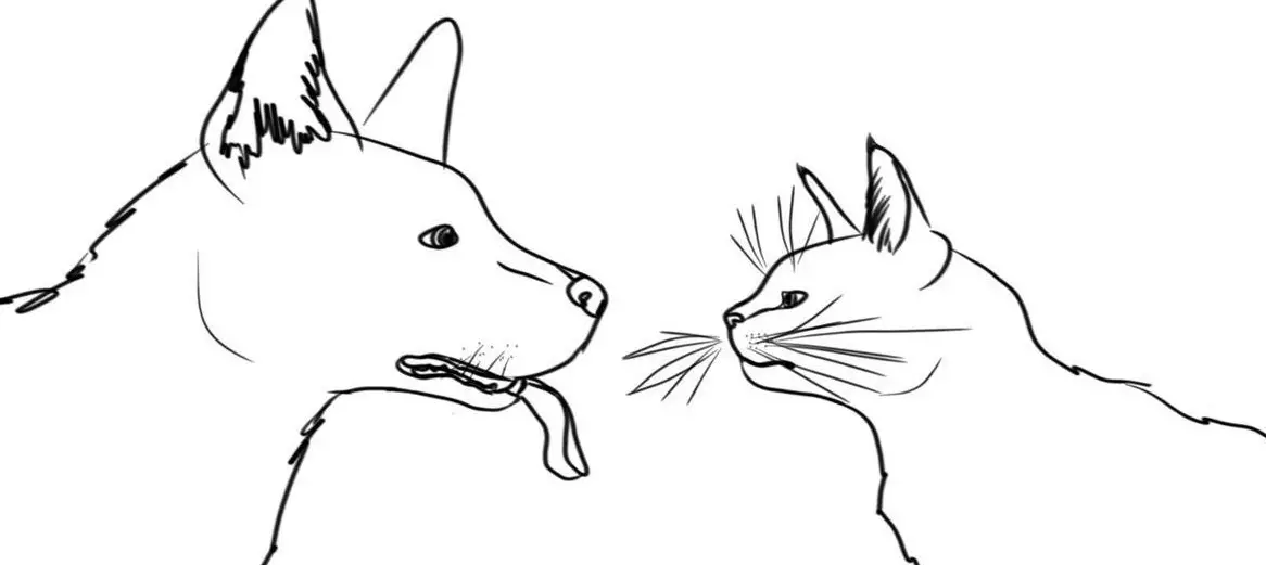 Biete Hundespazierdienst, Tierbetreuung und weiteres im Raum Dietikon