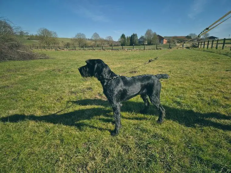 Deutsch Drahthaar Hündin