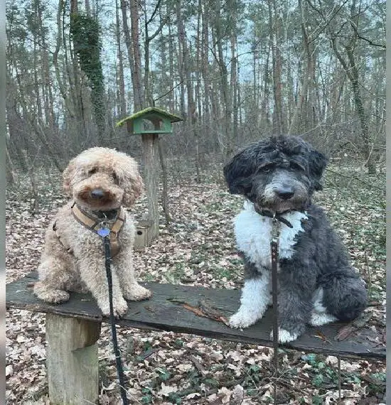 Süsse Welpen vom Goldendoodle (Vater) - Aussiedoodle (Mutter) schwarz - weiss