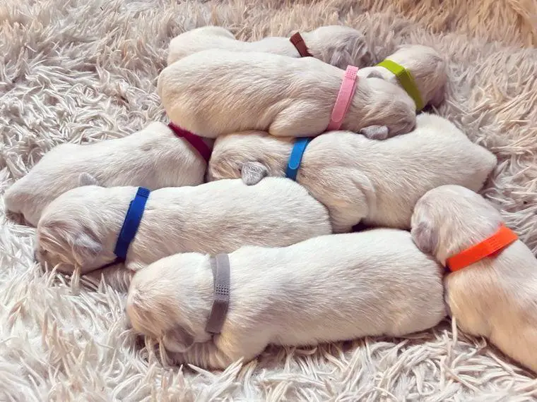 Golden Retriever Welpen mit Ahnentafel und Gesundheitszeugnis