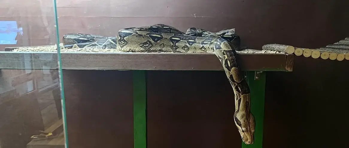 Boa constrictor Schwestern suchen ein neues Zuhause