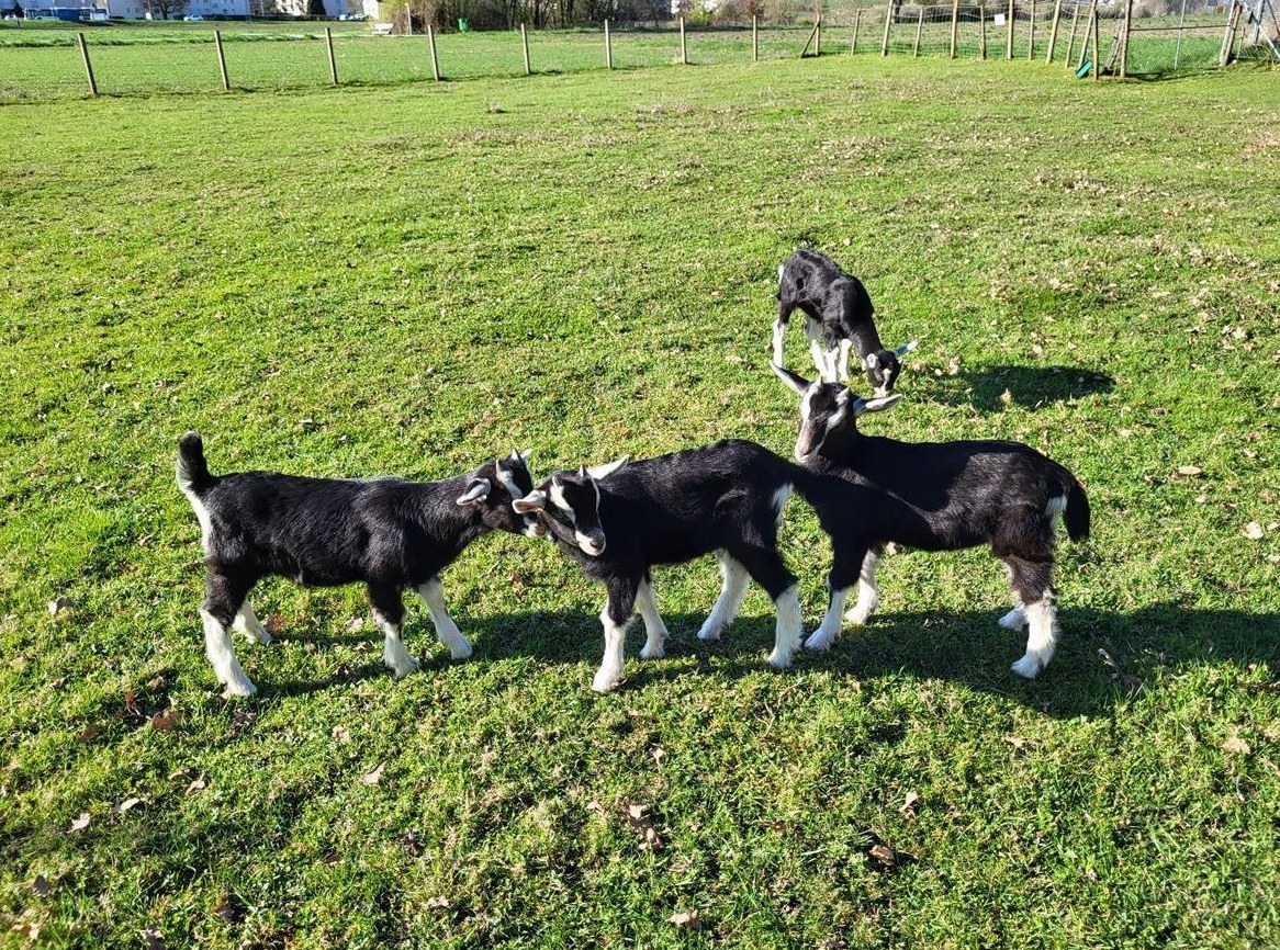 2 Gitzimädel + 4 Böckli suchen neue Herde