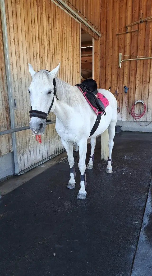 Reitbeteiligung für Schimmel Wallach, Hinteregg ZH