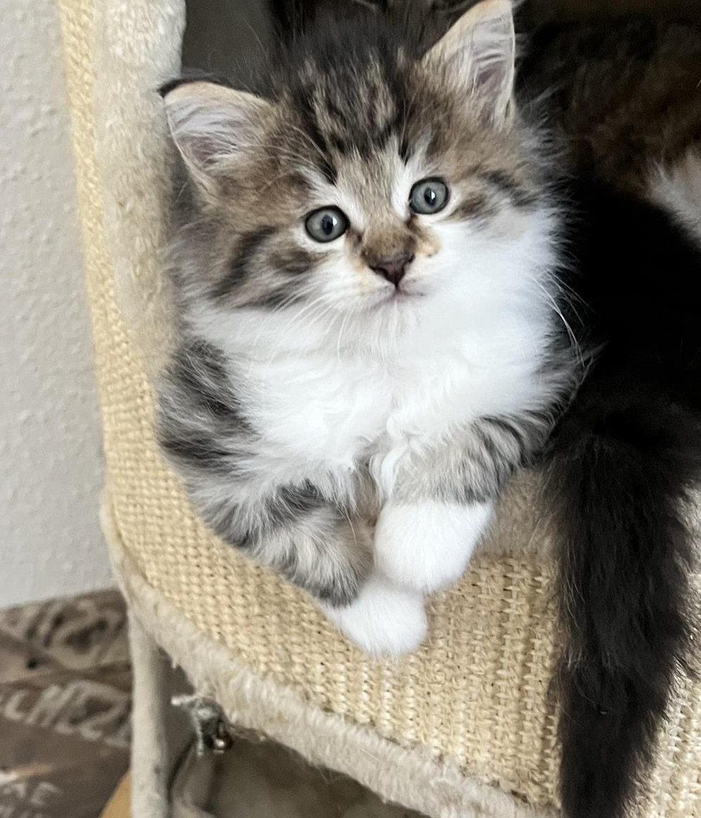 Maine Coon Mix Kitten suchen ein Zuhause