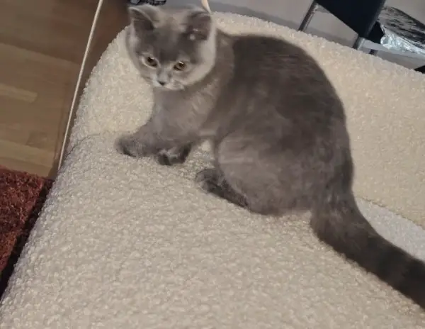 BKH Deckkater Blutgruppe A/AB