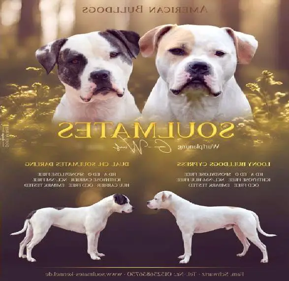 Wir erwarten Welpen -Soulmates American Bulldogs