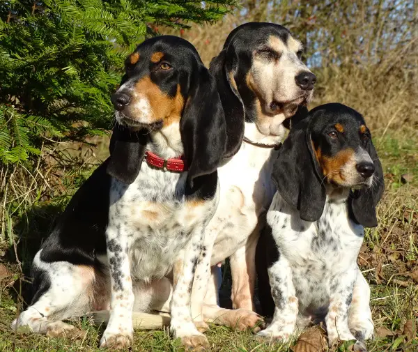 Schweizer Niederlaufhundewelpen (Jagdhunde) mit FCI Stammbaum