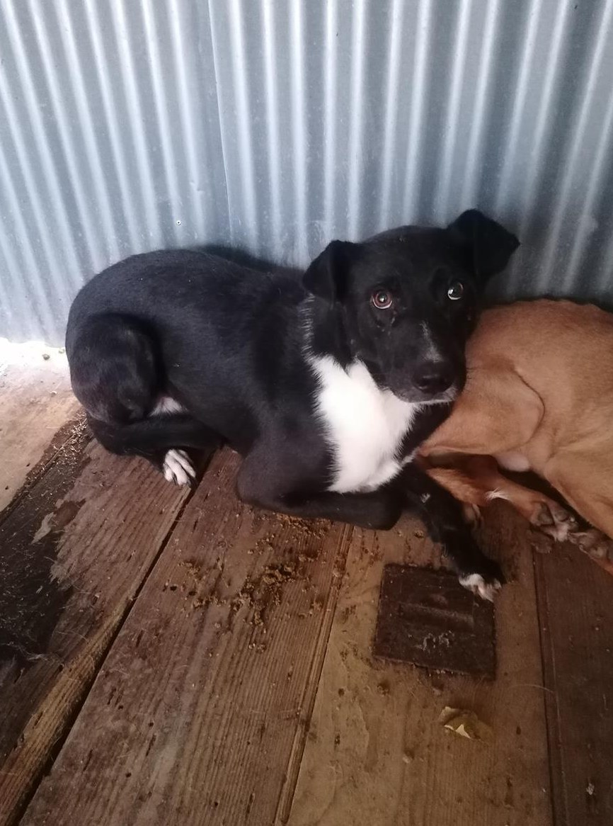 Coby, Labrador Mischlingsrüde im Canile Lager