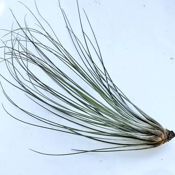 Tillandsia juncea