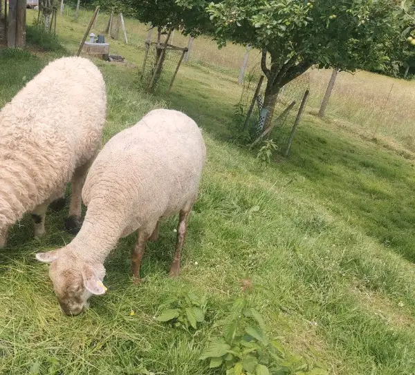 Schwarzkopf Mutterschaf mit Zwilling abzugeben