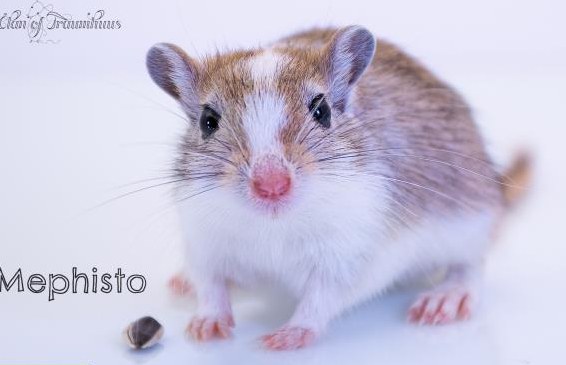 Rennmäuse aus seriöser Rennmauszucht Clan of Traumhuus