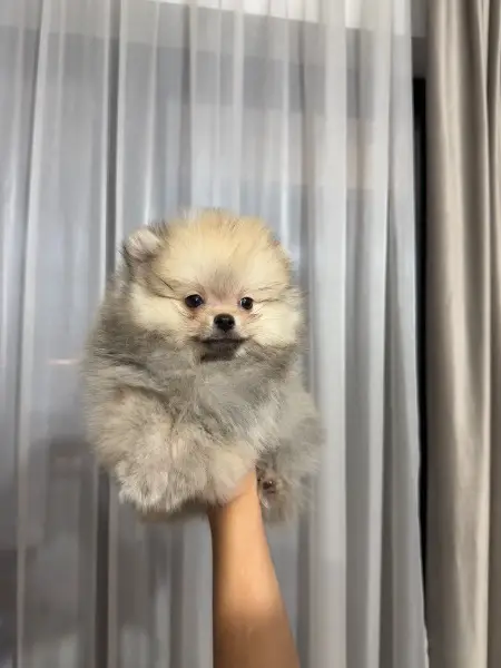 Pomeranian zwergspitz toy