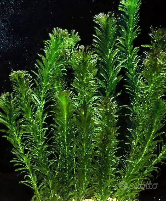 Pianta vera per acquario / prezzo top