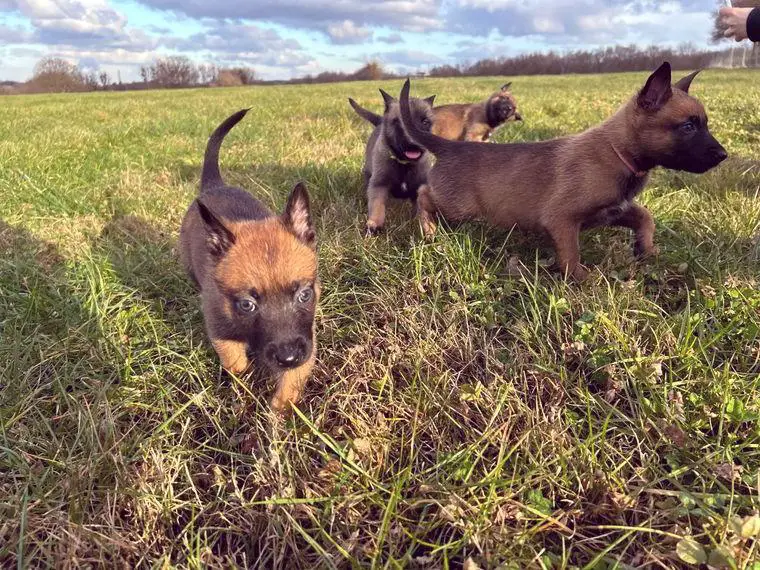 Malinois Welpen
