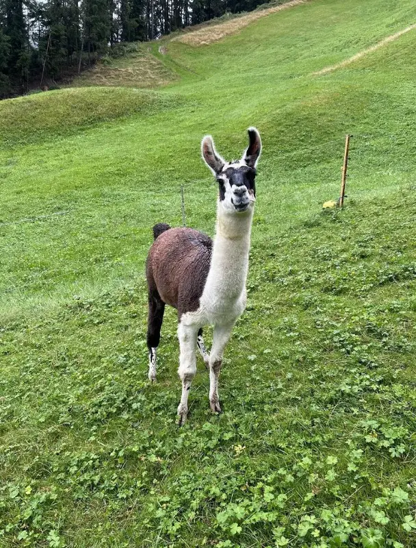 Lama Hengst zu verkaufen