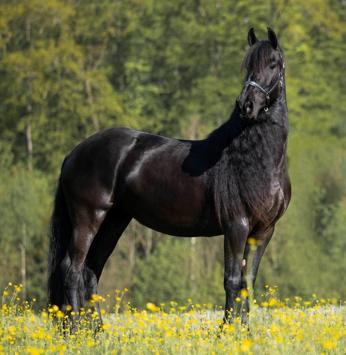 Reitbeteiligung für junge und liebe Friesenstute im Aargau