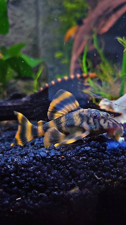 L015 Peckolita vittata Wels