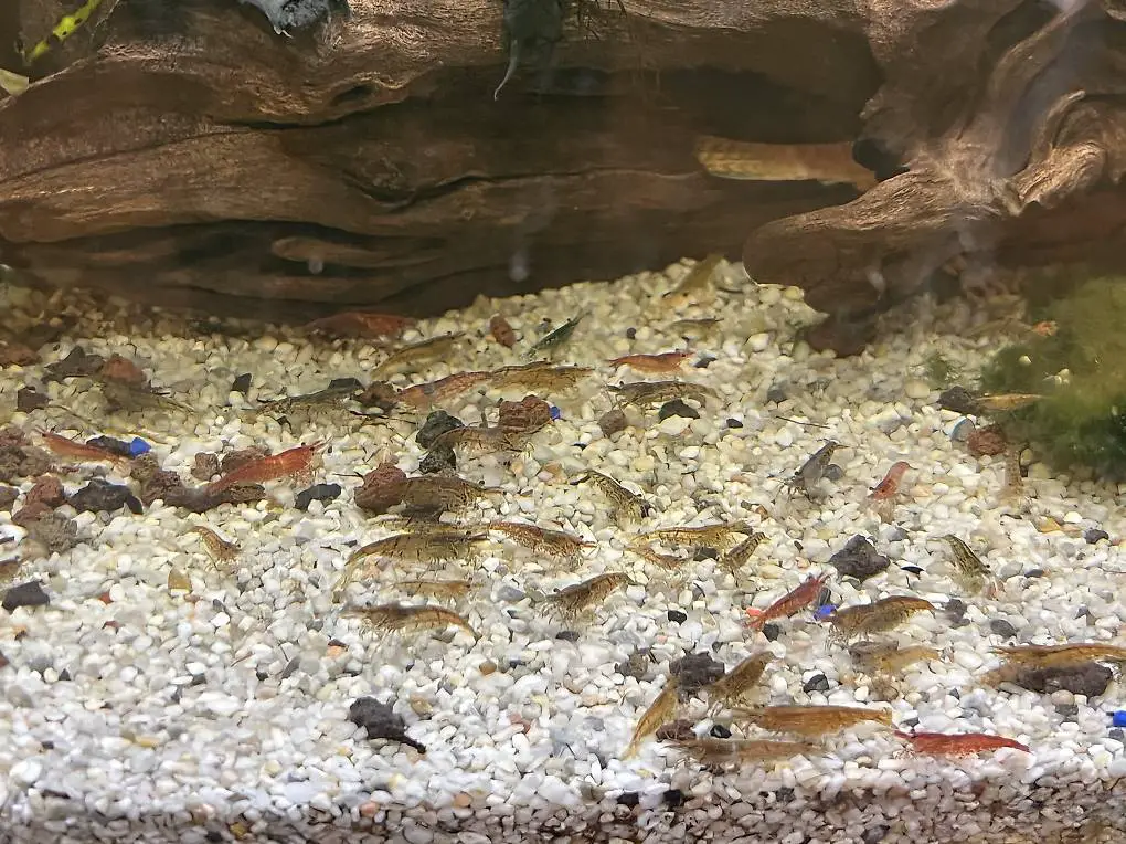 Garnelen zu verkaufen